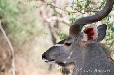 Chobe River front Kudu