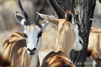 Etosha Impalas.jpg