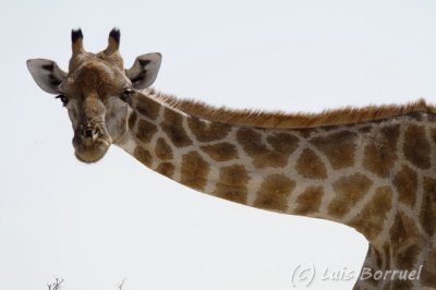 Etosha jirafa