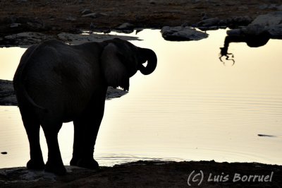 Etosha Okaukuejo