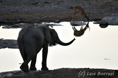 Etosha Okaukuejo2