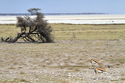 Etosha pan2