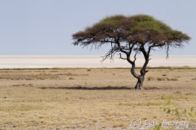 Etosha pan3