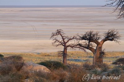 Kubu Baobabs