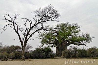 Mahango baobab