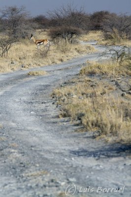 Makgadikgadi impala