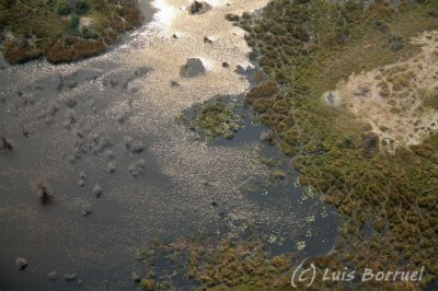 Okavango delta10