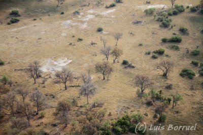 Okavango delta13