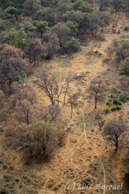 Okavango delta16