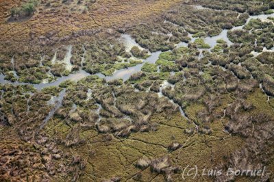 Okavango delta17