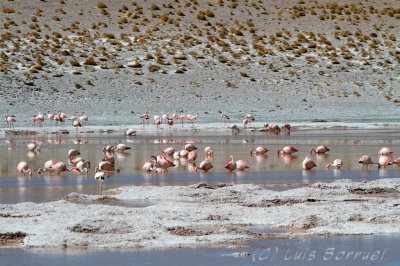 Flamencos.jpg