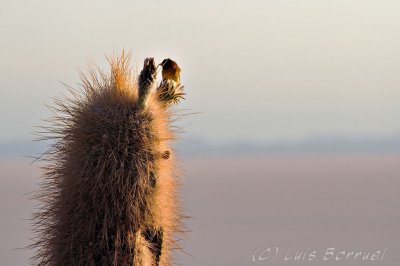 SalarIslaPajaro.jpg