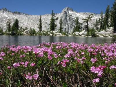 Kalmia heather at Kalmia Lake