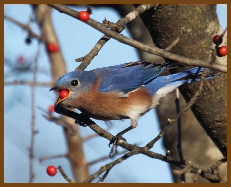 bluebird-1-12-14-922b.JPG