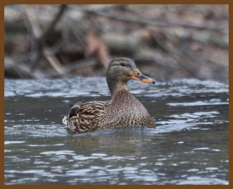 mallard-1-23-14-119b.JPG