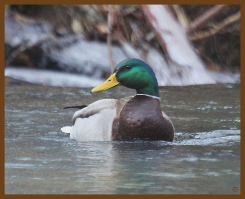 mallard-1-23-14-253b.JPG