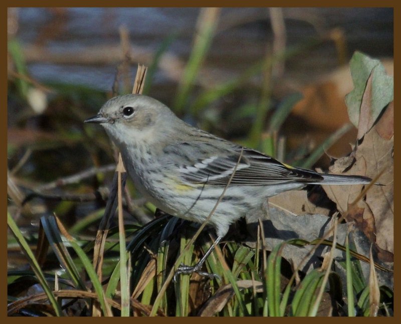 yellow-rumped warbler-1-13-14-099b.JPG