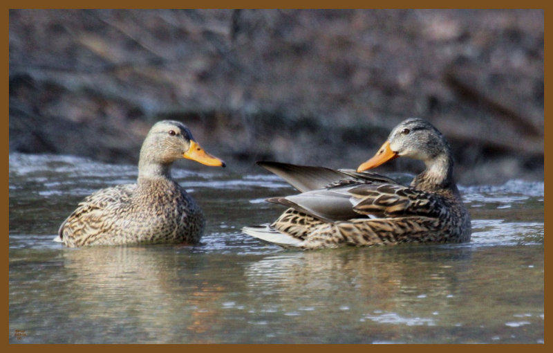 mallards-1-27-14-883c2b.JPG