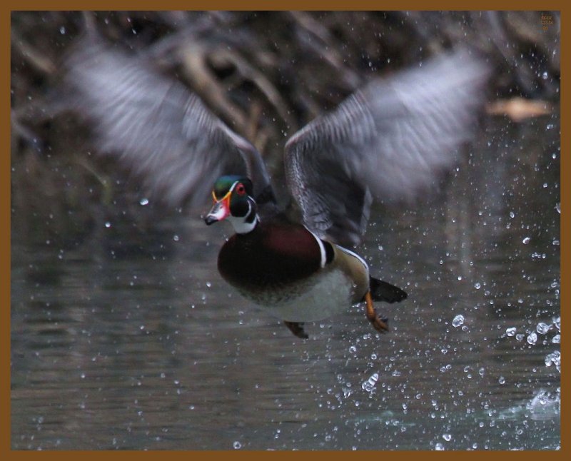wood duck-1-31-14-031b.JPG