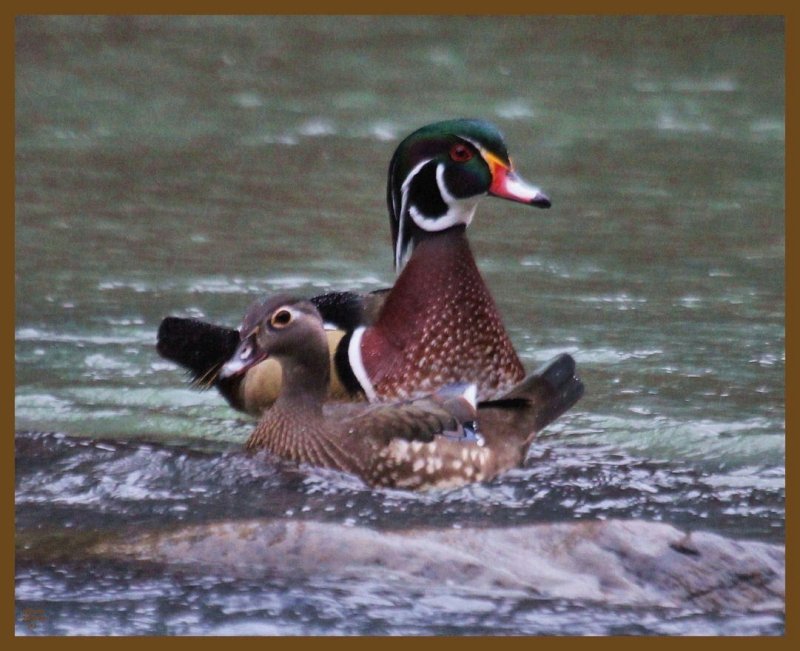 wood ducks-2-1-14-176b.JPG