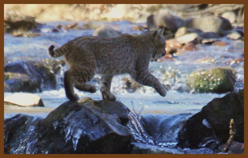 bob-kitty-2-27-14-403c2b.JPG