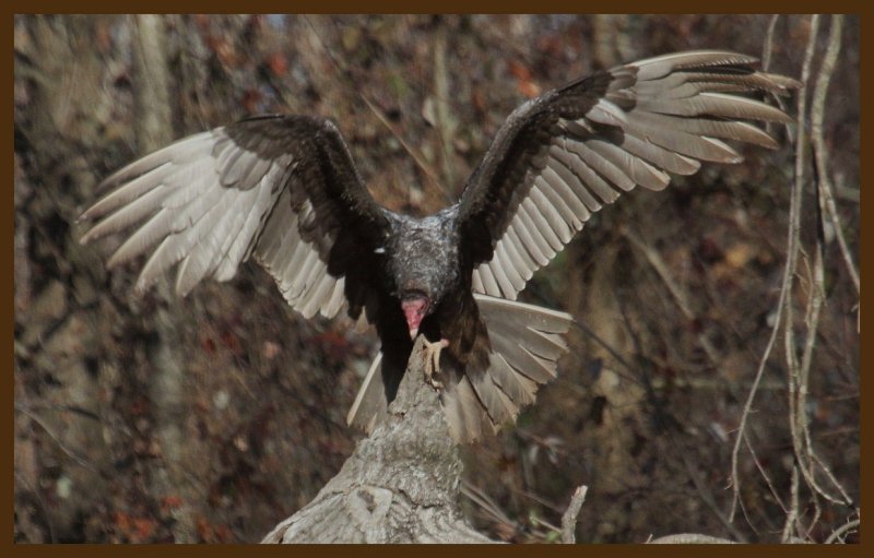 turkey vulture-2-27-14-370c2b.JPG