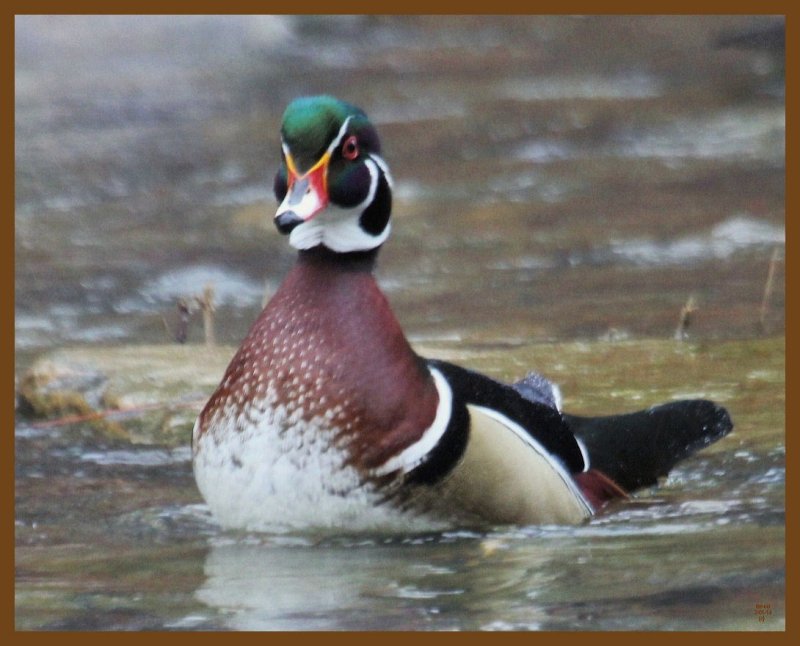wood duck-2-1-14-197b.JPG