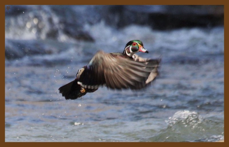 wood duck-3-6-14-758c2b.JPG