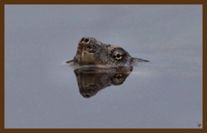 eastern snapper-3-28-14-923c2b.JPG