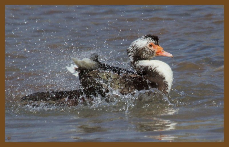 muscovy-3-26-14-574c2b.JPG