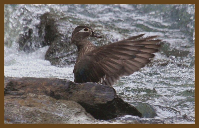 wood duck-3-1-14-600c2b.JPG