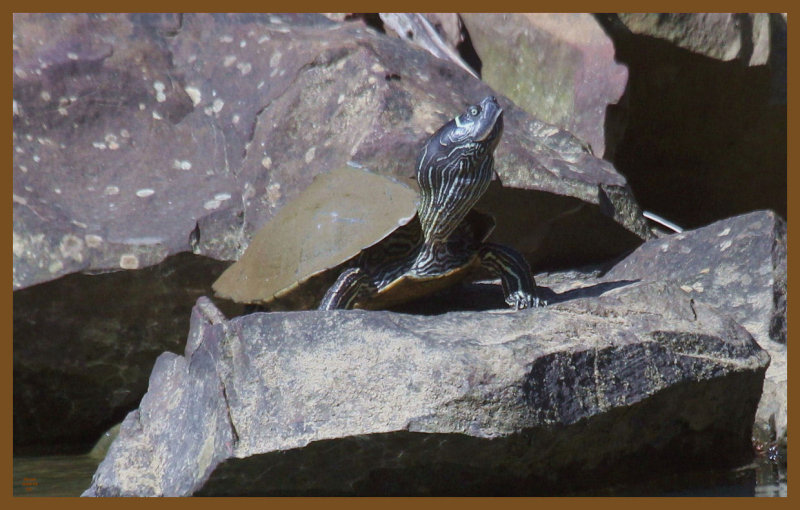 mississippi map turtle-4-4-14-487c2b.JPG