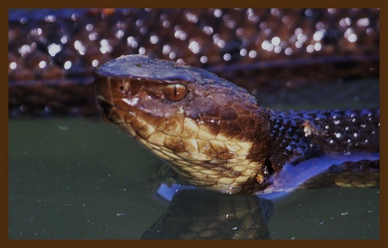 cottonmouth-4-26-14-071c2b.JPG