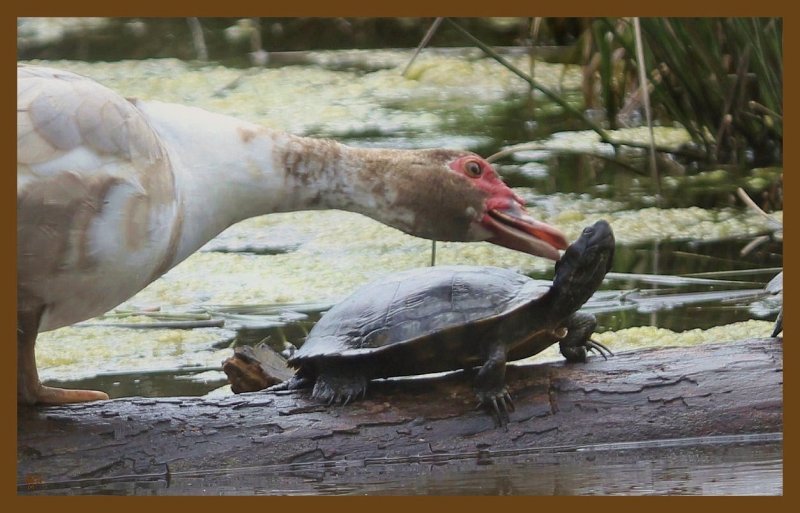 muscovy-slider-4-3-14-267c2b.JPG