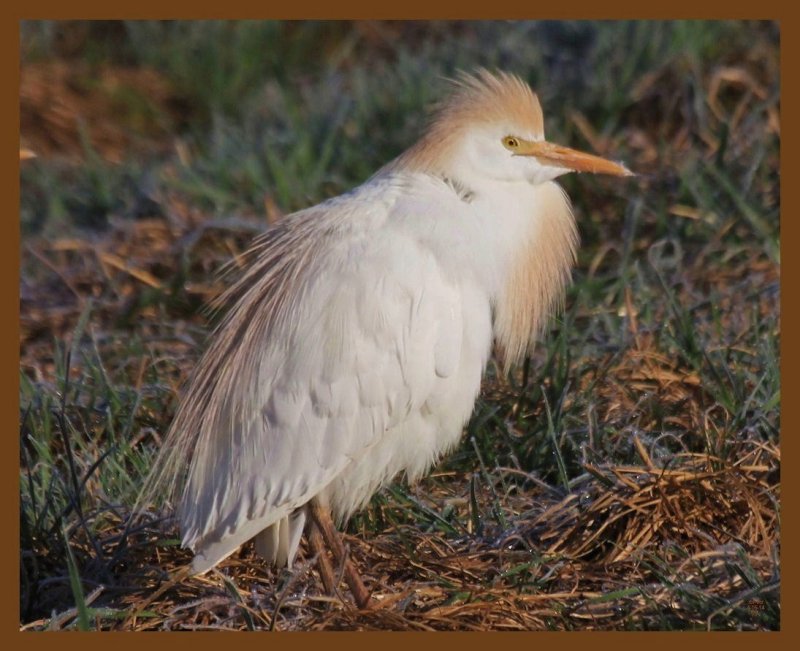 cattle egret 4-15-14-702b.JPG