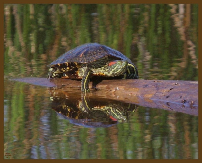 red-eared slider-4-10-14-340b.JPG
