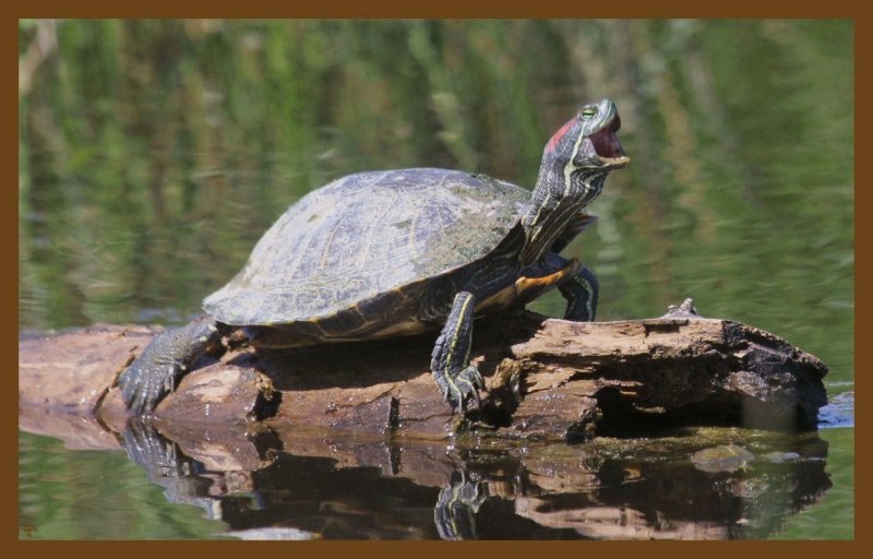red-eared slider-4-29-14-201c2b.JPG