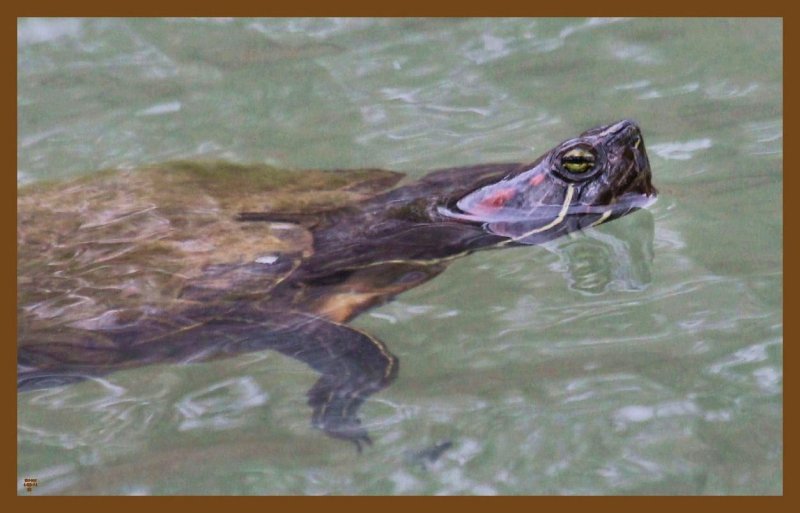 red-eared slider-4-2-14-968c2b.JPG