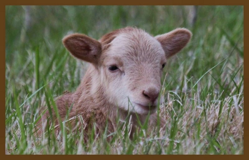 sheep-4-13-14-022c2b.JPG