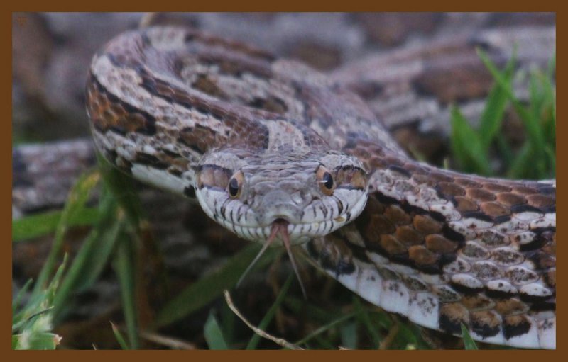 great plains ratsnake 5-9-14-806c2b.JPG