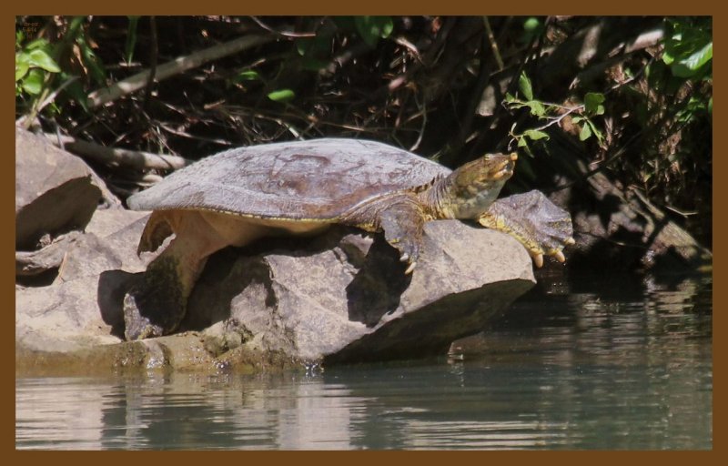 spiny softshell-5-4-14-390c2b.JPG