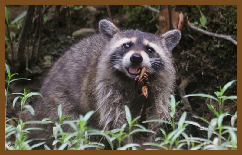 raccoon 5-26-14-402c2b.JPG