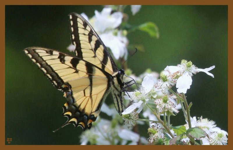 eastern tiger swallowtail 5-9-14-315c2b.JPG