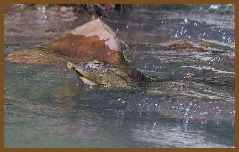 spiny softshell-5-3-14-652c2b.JPG