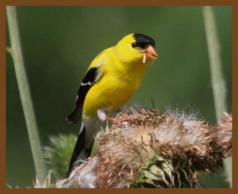 american goldfinch 6-2-14-999b.JPG