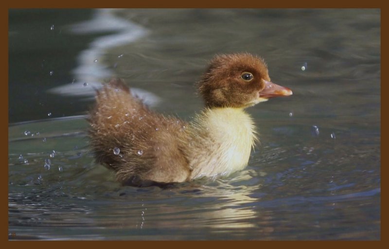 muscovy-6-18-14-268c2b.JPG