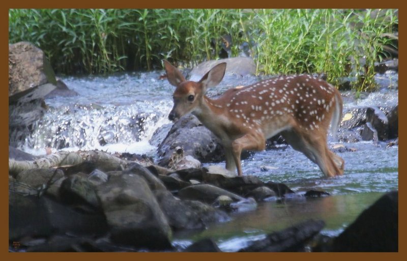 fawn-7-7-14-773c2b.JPG
