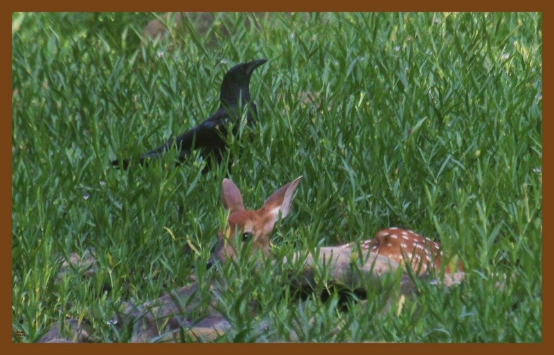 fawn-crow 7-7-14-391c2b.JPG