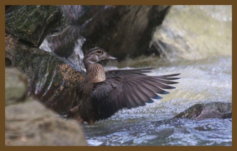 wood duck-7-14-14-585c2b.JPG