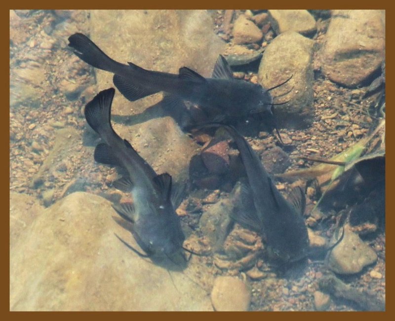 catfish 7-15-14-429b.JPG